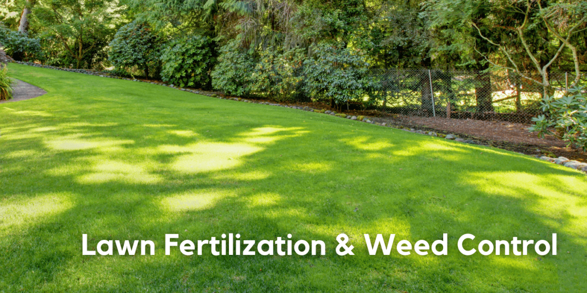 healthy lawn after weed control